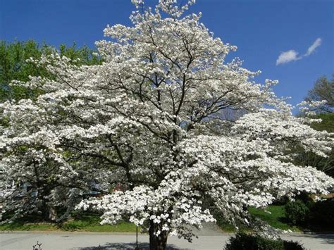 Homeowners in washington are proud of their evergreen state residential landscapes. "Miracles Like the Dogwood." | Trees, Virginia and Facebook