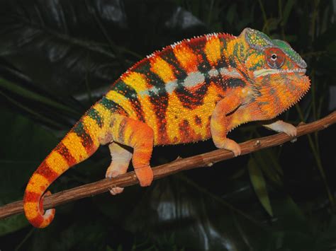 Beautiful And Colorful Panther Chameleon Pictures Amazing Creatures