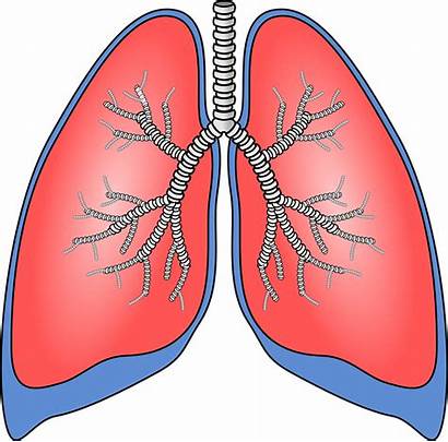 Human Lungs Lung Clipart Transparent Internal Webstockreview