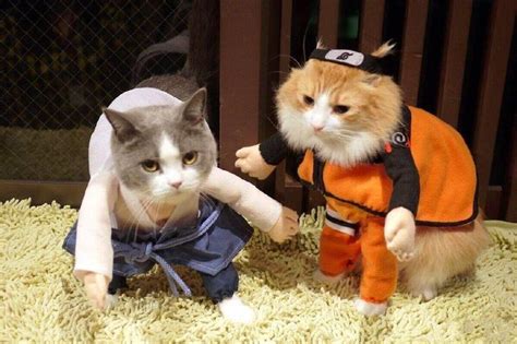 Cute Cats Cosplay Naruto 3 Peoples Daily Online