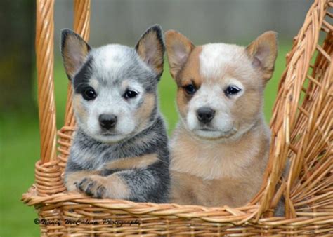 46 Best Red Heelers Images On Pinterest Cattle Dogs