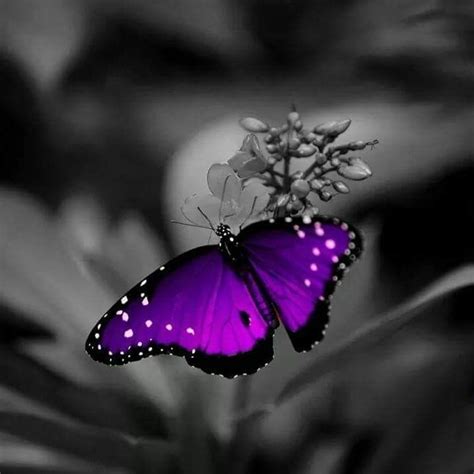 Pin By Becky Richards On Butterflies Purple Butterfly Wallpaper