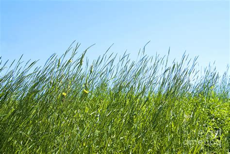 Summertime Grass Photograph By Thomas Firak Fine Art America