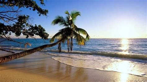 Wallpaper Coast Palm Tree Trees Wave Sea Sun Beach Inclination Beach