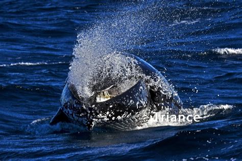 Humpback whale swallows us lobsterman alive, then spits him out. Humpback with mouth open. | Whale, Humpback whale, Animals