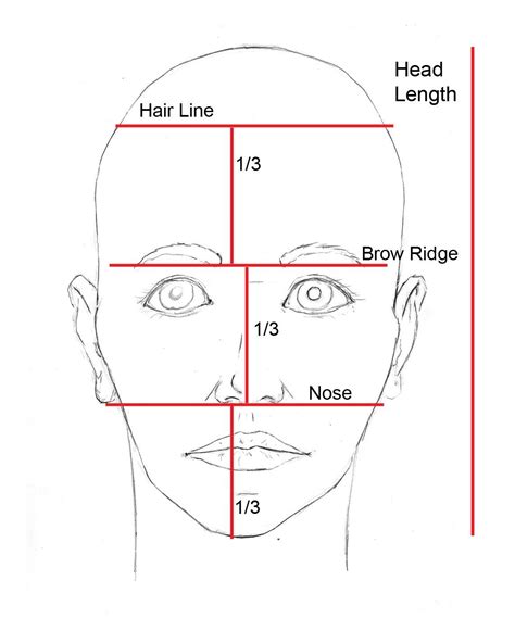 Proportions Of The Face Worksheets