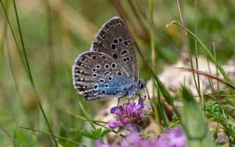 Large Blue Butterfly Identification Life Cycle And Behavior Insectic