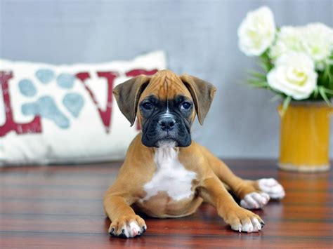 Male Fawn Boxer Puppy Gallery Petland Lewis Center