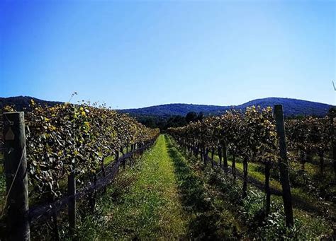 Chestnut Oak Vineyard Charlottesville Guide