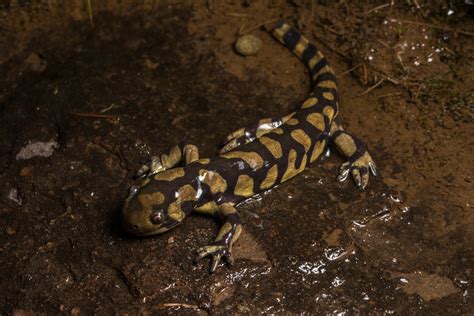 Barred Tiger Salamander Barred Tiger Salamander Ambystoma Flickr