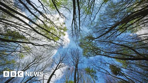 Climate Change Uk Forests Could Do More Harm Than Good