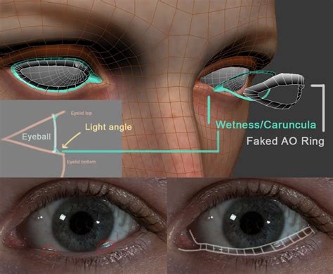 3d Anatomy Facial Anatomy Maya Modeling Modeling Tips Zbrush