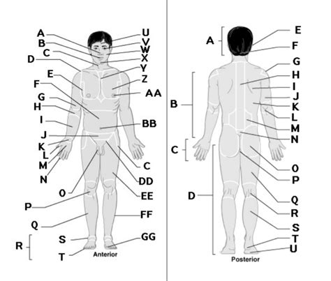 Anterior Anatomical Position And Regional Terms Quiz Prep Material