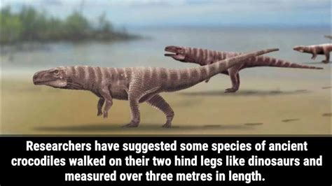 Ancient Crocodile Walked On Their Two Legs Like Dinosaurs Walking Crocodile Youtube