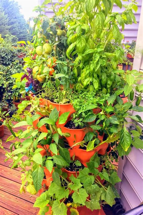 How To Grow Tomatoes In A Vertical Garden Slick Garden