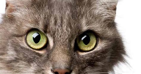 Practical Feline Behaviour Understanding Cat Behaviour And Improving