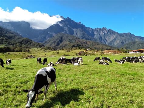 The farm is only 10km from kundasang and you can easily hop into a taxi to bring you to the farm. Eps 4 : Jalan jalan Desa Cattle Dairy Farm