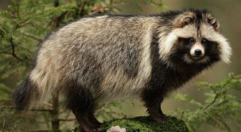 Police Warn Of Extremely Smelly Raccoon Dog On The Loose Country Rebel
