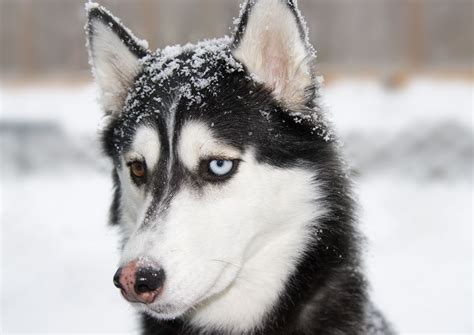 How To Treat Snow Nose In Dogs