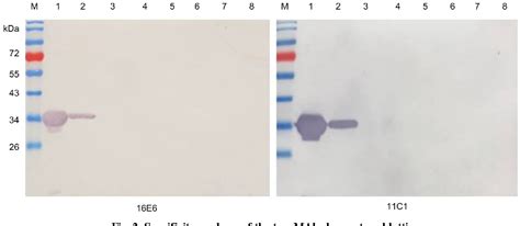 Figure From Development Of A Colloidal Gold Based Immunochromatographic Strip For Rapid