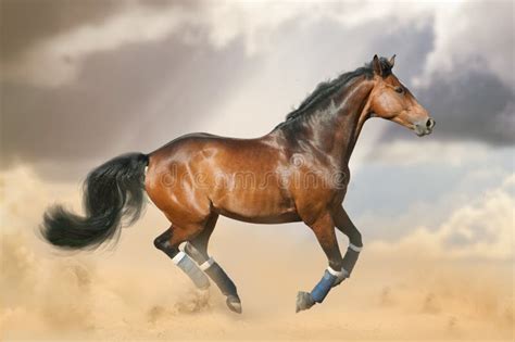 Beautiful Bay Horse Running Gallop On The Wild In The Dust Stock Image