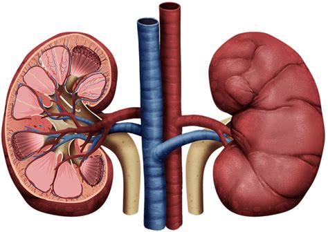 Kidney Transplant Alternatives Treatments Kidney Dialysis Treatment
