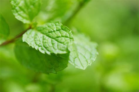 Peppermint Leaf In The Garden Fresh Mint Leaves In A Nature Green