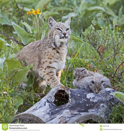 Hunting provides important mental stimulation for a cat. Bobcat Female And Baby Kittens On Log Royalty Free Stock ...