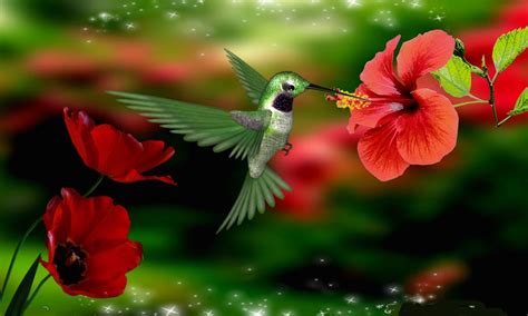 Cute Hummingbird Desktop Wallpapers Top Free Cute Hummingbird Desktop