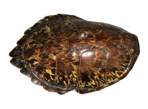 Antique Tortoise Shell 22l X 12w