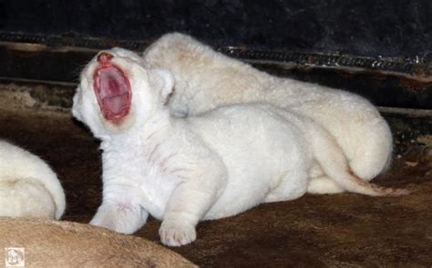 Irans Environment News Rare White Lion Cubs Born At