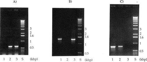 Genotypic Characterization Of H Pylon Wild Type Strain N6 And