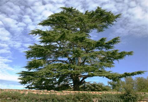 Cedar Tree Identification
