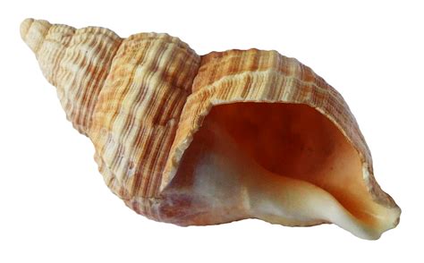 Sea Ocean Shell Png Image Purepng Free Transparent Cc0 Png Image