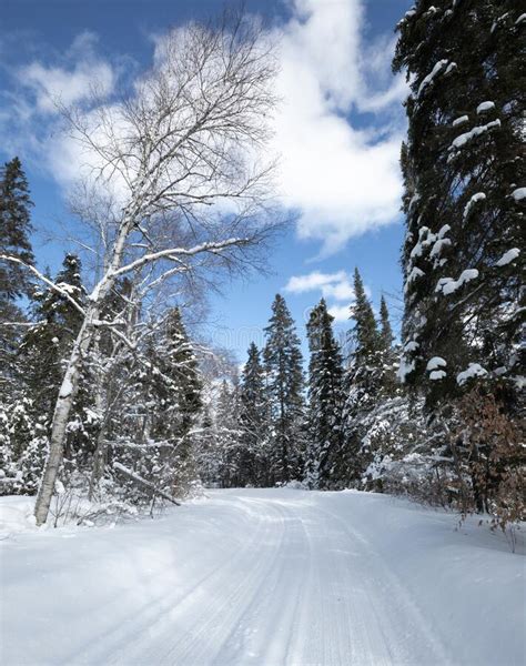 Snowy Winter Road Through The Evergreens And Birch Trees Stock Photo