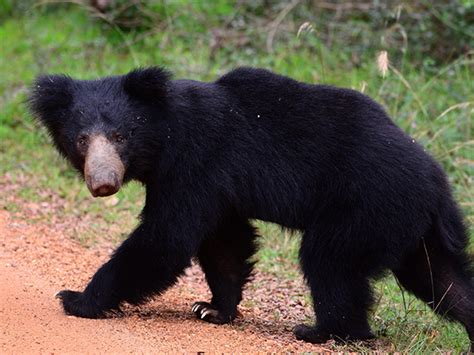 12 Amazing Wild Animals Found In Sri Lanka Island