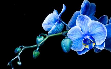 Blue Orchid Wallpaper Wallpapersafari