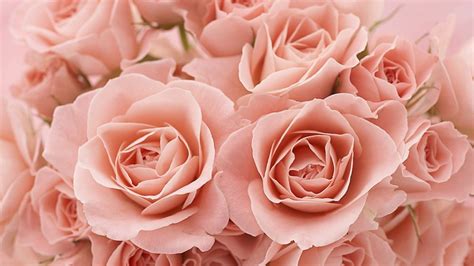 Pink Roses Hd Wallpaper High Definition High Quality Widescreen