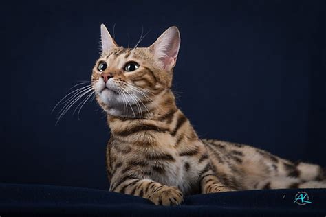 Wie Alt Werden Bengalkatzen Infos Zu Lebenserwartung Und Krankheiten