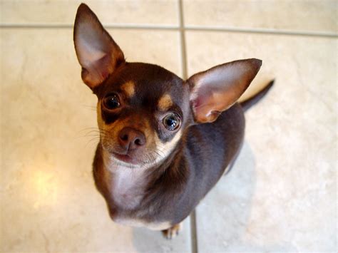 Chihuahua Dog Pictures Chihuahua Puppies Cute Puppies Dogs And