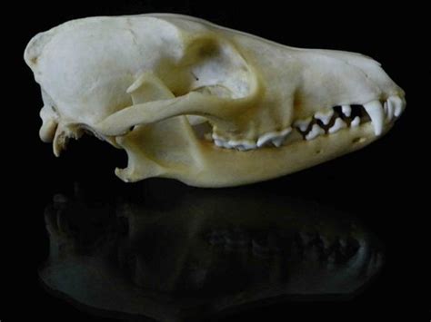 Animal Skull Identification Guide Waking Up Wild Waking Up Wild