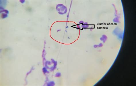 Taking A Closer Look At Skin Disease Why Do Cytology Veterinary