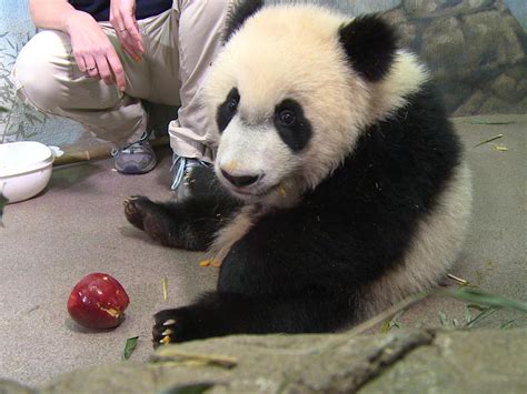 Giant Panda Bei Bei Turns One