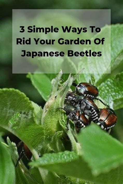How to get rid of japanese beetles. How to Get Rid of Japanese Beetles | Japanese beetles, Diy ...