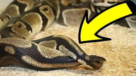 Everything You Wanted To Know Or Didnt About Ball Python Snake