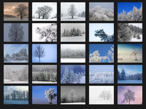 200 Snow Trees Photoshop Overlays Digital Textures Etsy
