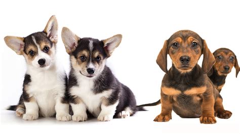 Dorgi Dog Information Center - Discover The Dachshund ...