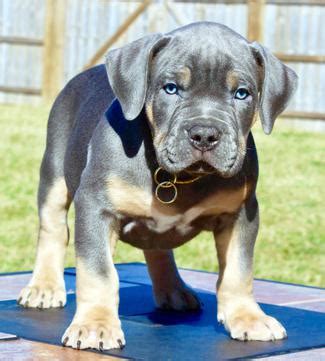 Good rescues will not allow great pups into the arms of a potentially horrible owner. PITBULL PUPPIES BIG PUPS XL BLUE