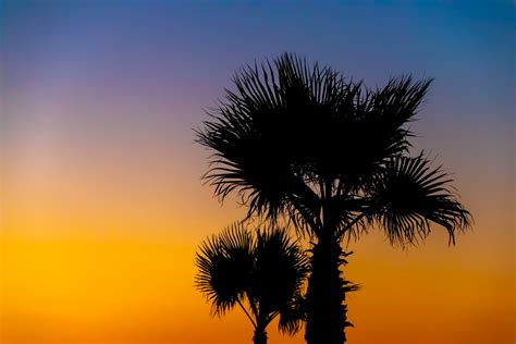 Palm Tree Silhouette At Sunset Free Stock Photo Public Domain Pictures