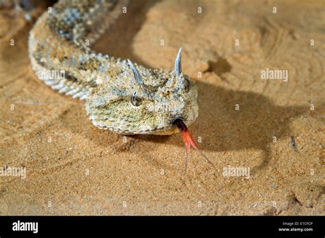 Portrait Of Saharan Horned Viper Cerastes Cerastes Under The Evening